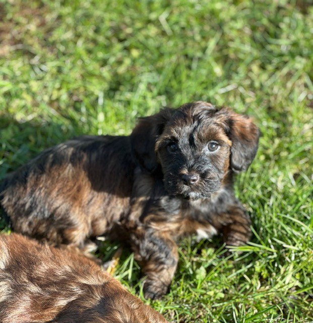 Del rey rakashi - Chiots disponibles - Bichon Havanais