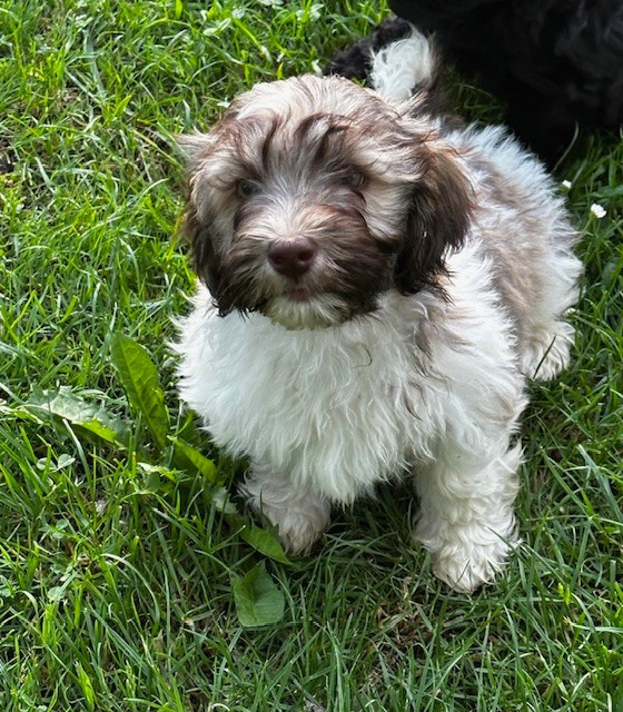Del rey rakashi - Chiots disponibles - Bichon Havanais