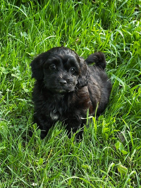 Del rey rakashi - Chiots disponibles - Bichon Havanais