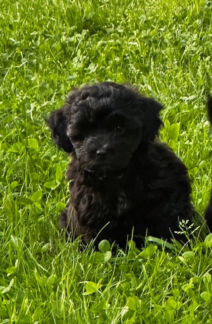 Del rey rakashi - Chiots disponibles - Bichon Havanais