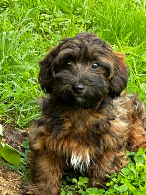Del rey rakashi - Chiots disponibles - Bichon Havanais
