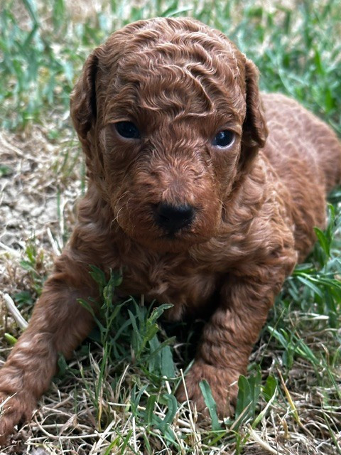 Del rey rakashi - Chiots disponibles - Caniche