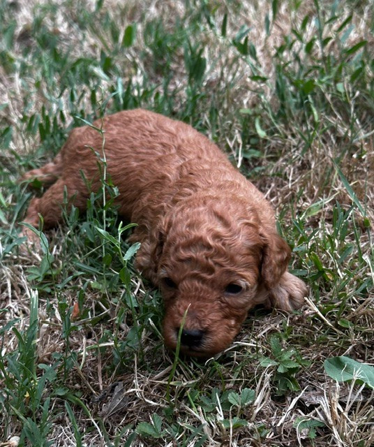 Del rey rakashi - Chiots disponibles - Caniche