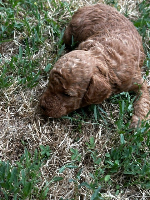 Del rey rakashi - Chiots disponibles - Caniche
