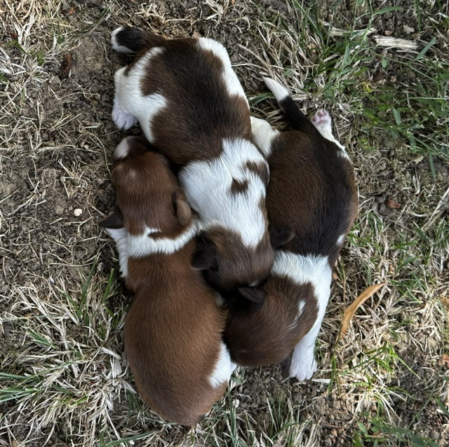 Del rey rakashi - Chiots disponibles - Bichon Havanais