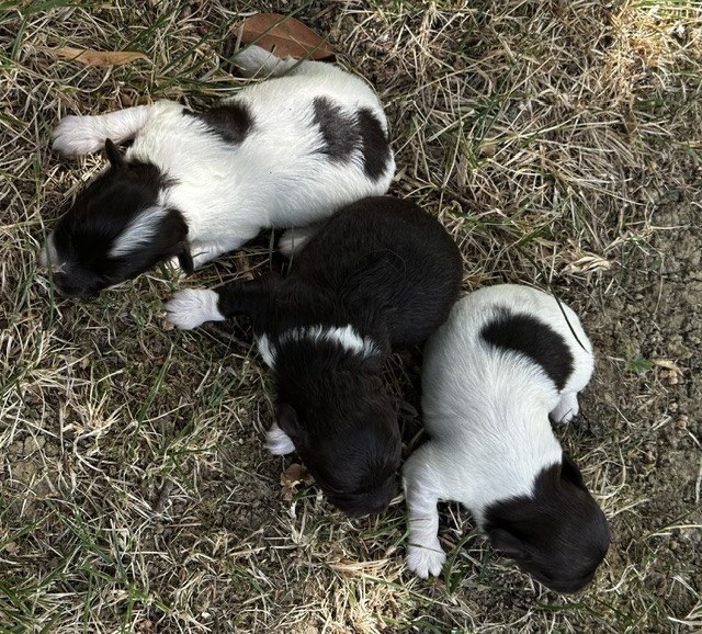 Del rey rakashi - Chiots disponibles - Bichon Havanais