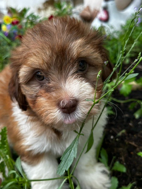 Del rey rakashi - Chiots disponibles - Bichon Havanais