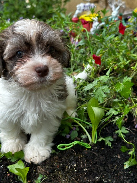 Del rey rakashi - Chiots disponibles - Bichon Havanais