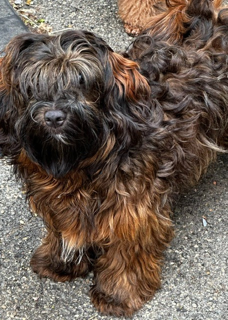 Del rey rakashi - Chiots disponibles - Bichon Havanais