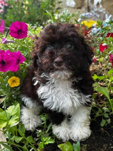 Del rey rakashi - Chiots disponibles - Bichon Havanais