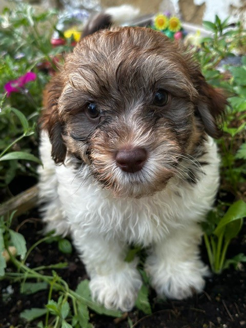 Del rey rakashi - Chiots disponibles - Bichon Havanais