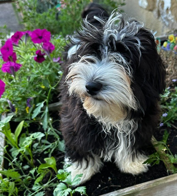 Del rey rakashi - Chiots disponibles - Bichon Havanais