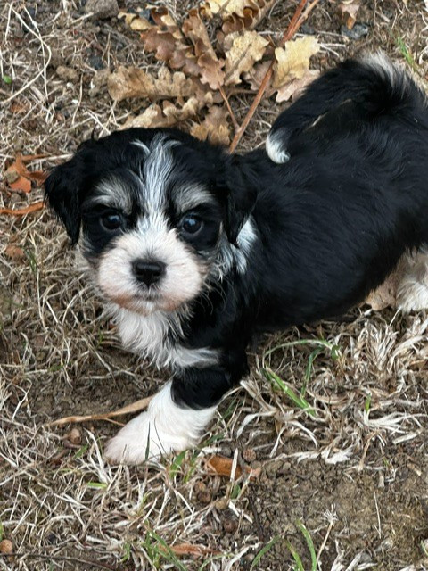 Del rey rakashi - Chiots disponibles - Bichon Havanais