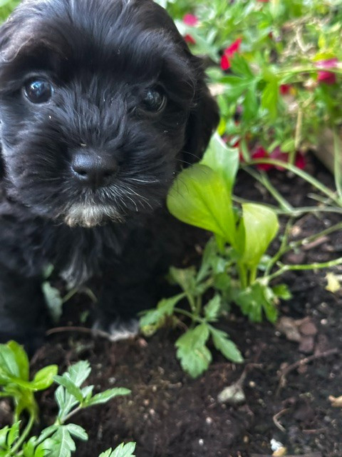 Del rey rakashi - Chiots disponibles - Bichon Havanais