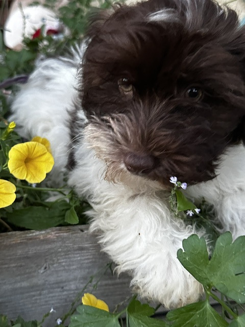 Del rey rakashi - Chiots disponibles - Bichon Havanais