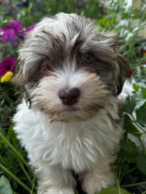 Del rey rakashi - Chiots disponibles - Bichon Havanais