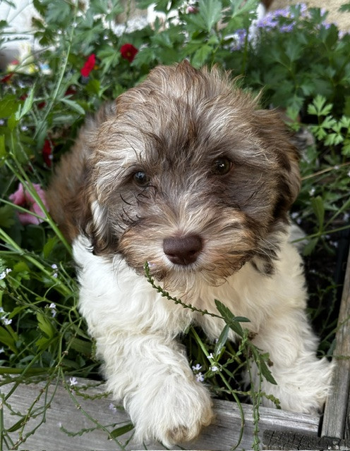 Del rey rakashi - Chiots disponibles - Bichon Havanais