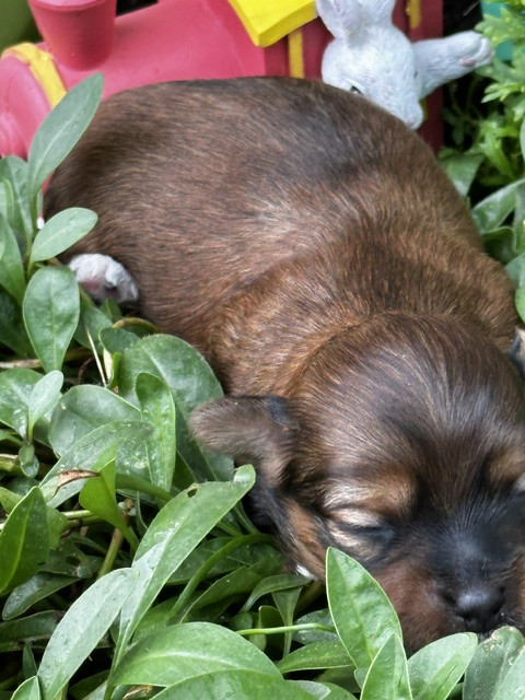 Del rey rakashi - Chiots disponibles - Bichon Havanais