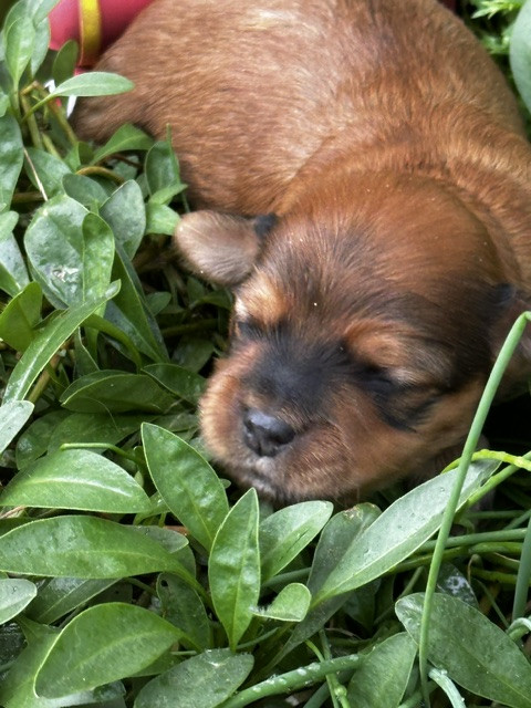 Del rey rakashi - Chiots disponibles - Bichon Havanais