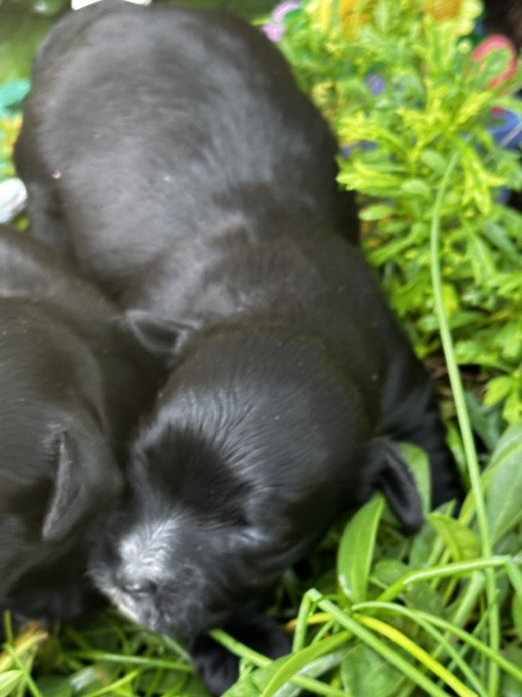 Del rey rakashi - Chiots disponibles - Bichon Havanais