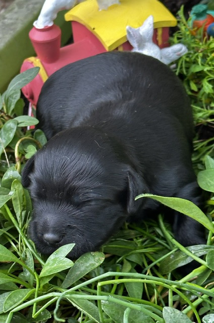 Del rey rakashi - Chiots disponibles - Bichon Havanais