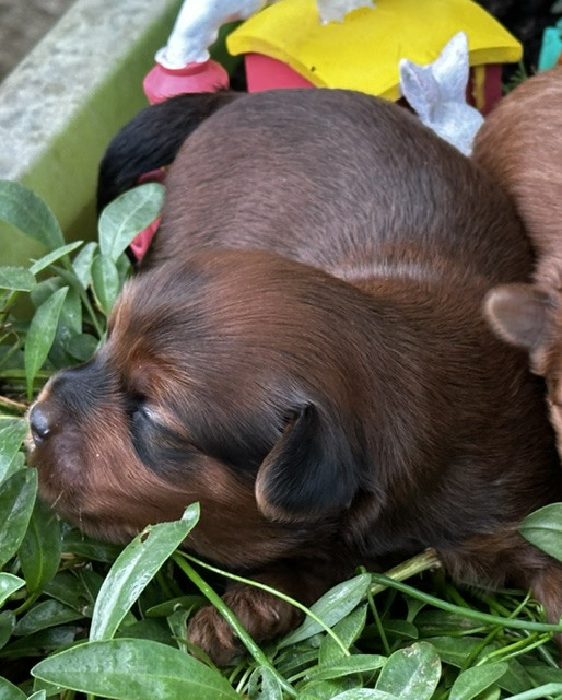 Del rey rakashi - Chiots disponibles - Bichon Havanais