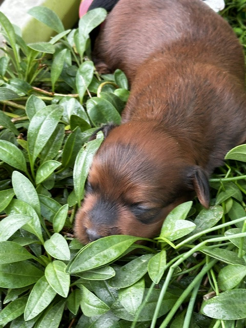Del rey rakashi - Chiots disponibles - Bichon Havanais