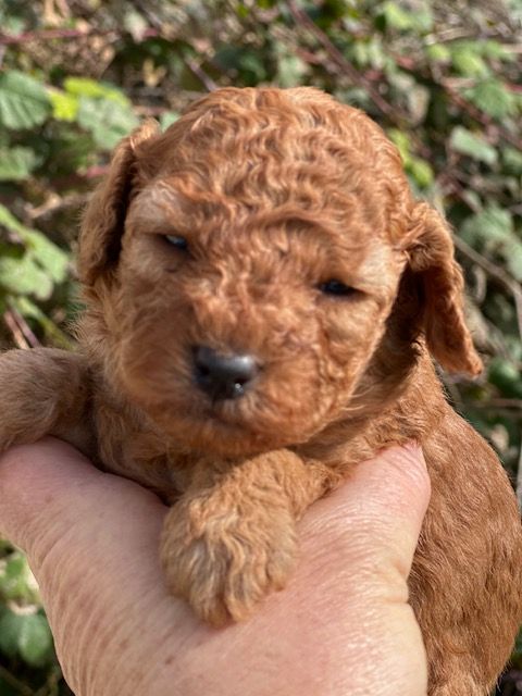 Del rey rakashi - Chiots disponibles - Caniche