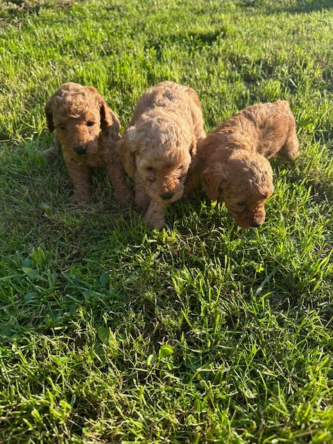 Chiot Caniche Del rey rakashi