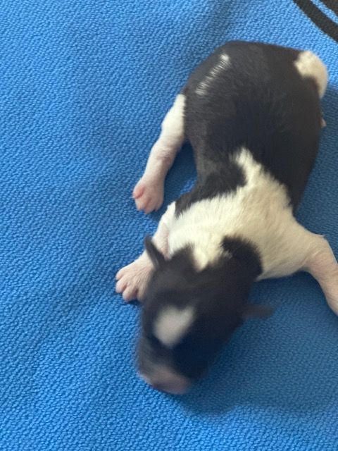 Del rey rakashi - Chiots disponibles - Bichon Havanais