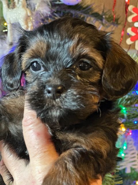 Del rey rakashi - Chiots disponibles - Bichon Havanais