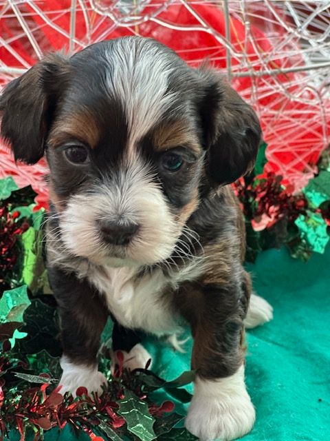 Del rey rakashi - Chiots disponibles - Bichon Havanais