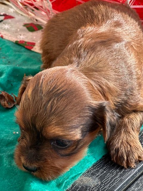 Del rey rakashi - Chiots disponibles - Bichon Havanais