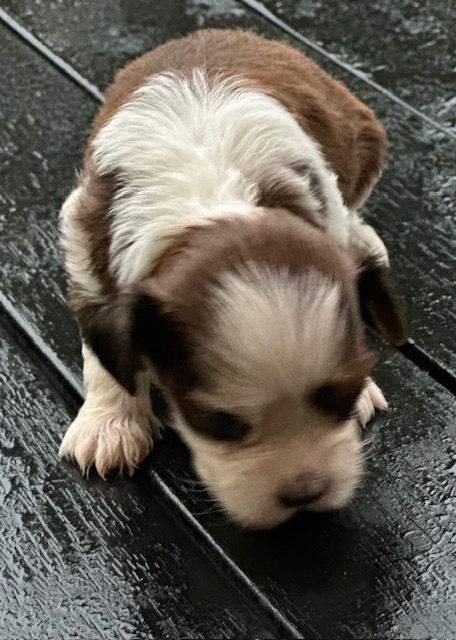 Del rey rakashi - Chiots disponibles - Bichon Havanais
