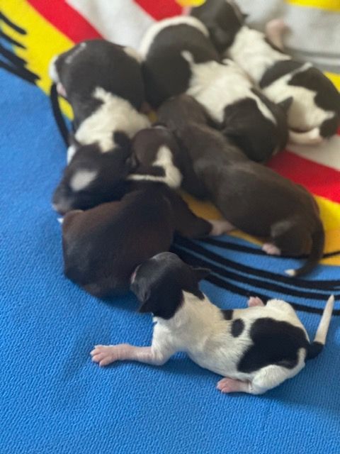 Chiot Bichon Havanais Del rey rakashi