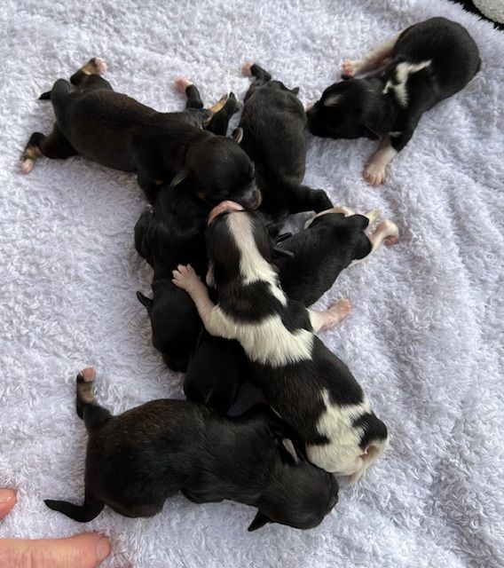 Chiot Bichon Havanais Del rey rakashi