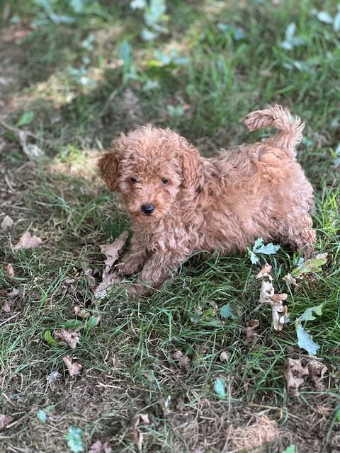 Del rey rakashi - Chiots disponibles - Caniche