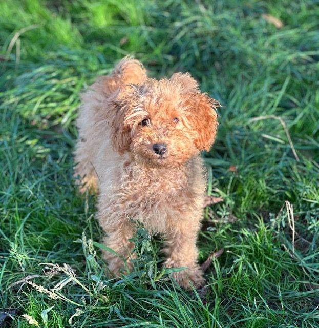 Del rey rakashi - Chiots disponibles - Caniche