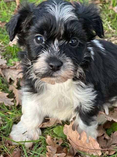 Del rey rakashi - Chiots disponibles - Bichon Havanais