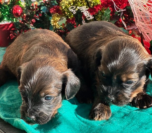 Chiot Bichon Havanais Del rey rakashi