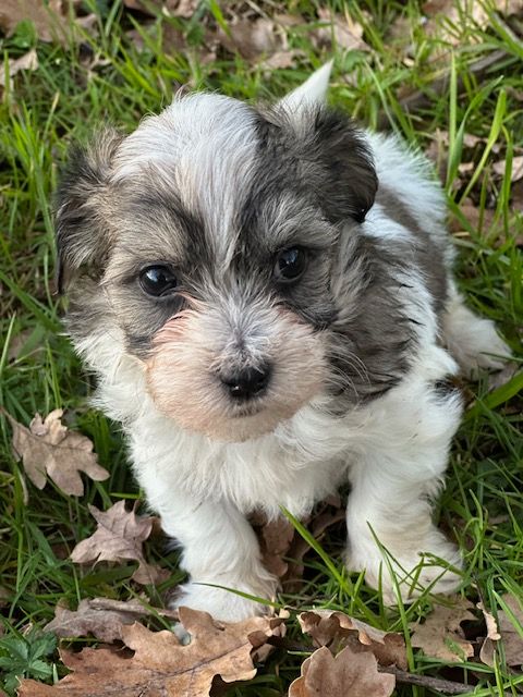 Del rey rakashi - Chiots disponibles - Bichon Havanais