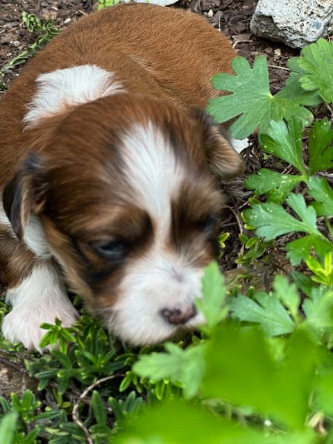 Del rey rakashi - Chiots disponibles - Bichon Havanais