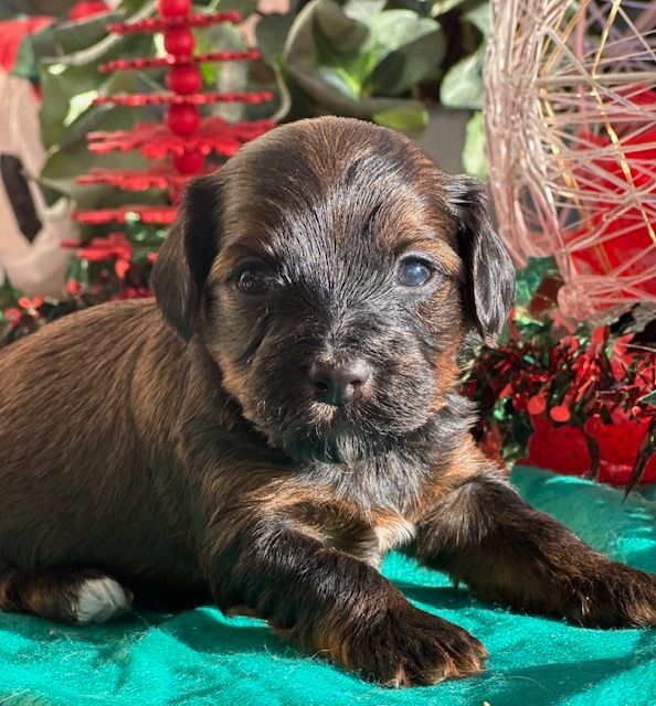 Del rey rakashi - Chiots disponibles - Bichon Havanais