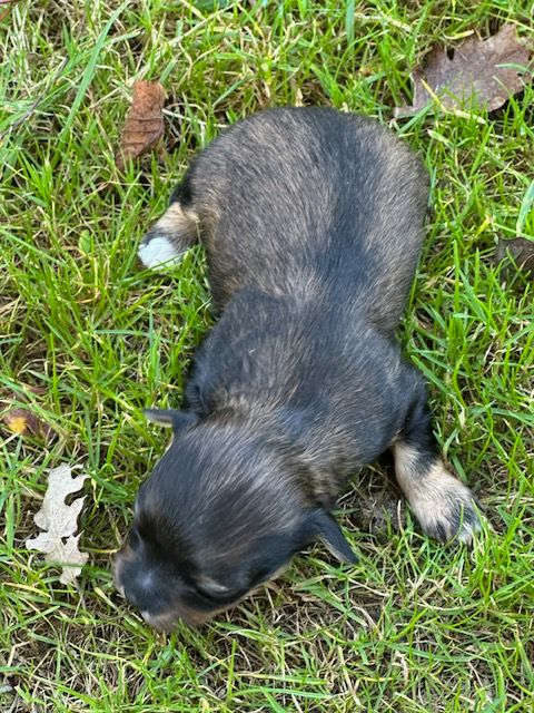 Del rey rakashi - Chiots disponibles - Bichon Havanais