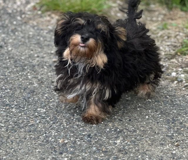 Del rey rakashi - Chiots disponibles - Bichon Havanais