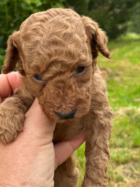 Del rey rakashi - Chiots disponibles - Caniche
