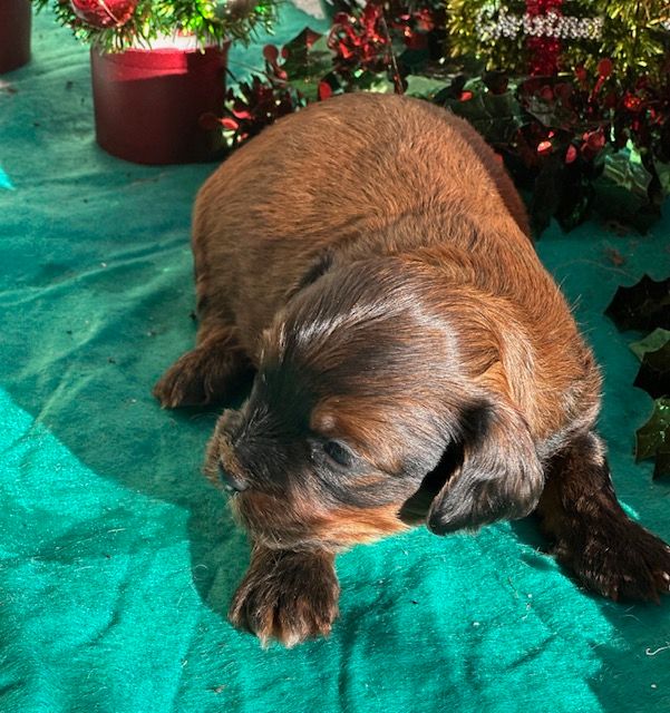 Del rey rakashi - Chiots disponibles - Bichon Havanais