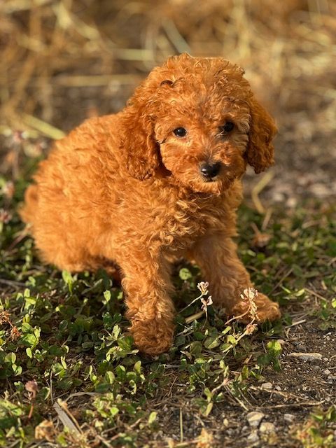 Del rey rakashi - Chiots disponibles - Caniche