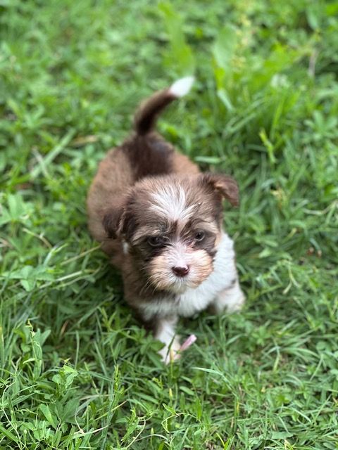 Del rey rakashi - Chiots disponibles - Bichon Havanais