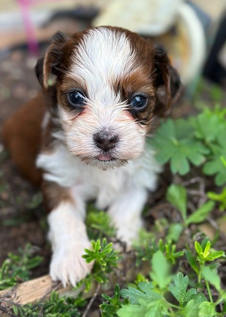 Del rey rakashi - Chiots disponibles - Bichon Havanais